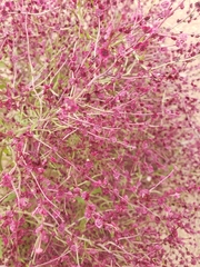 Cycloloma atriplicifolium