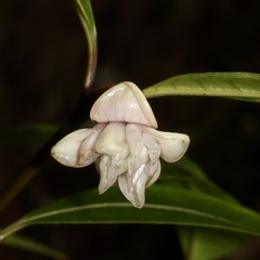 Psychotria urbaniana