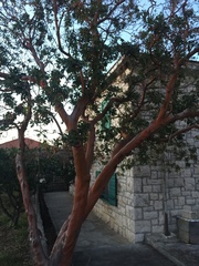 Arbutus andrachne