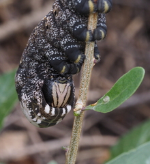 Acherontia atropos