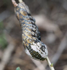 Acherontia atropos