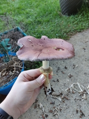 Stropharia rugosoannulata