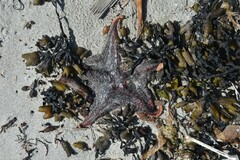 Dermasterias imbricata