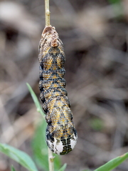 Acherontia atropos