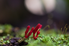 Cordyceps pruinosa