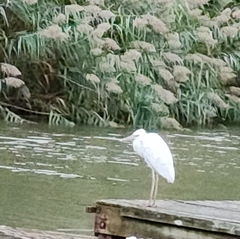 Ardea herodias occidentalis