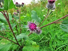 Arctium tomentosum
