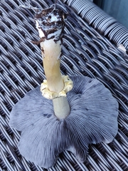 Stropharia rugosoannulata