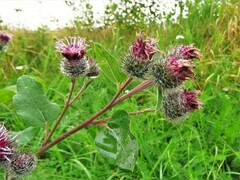 Arctium tomentosum