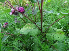 Arctium tomentosum