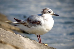 Hydrocoloeus minutus