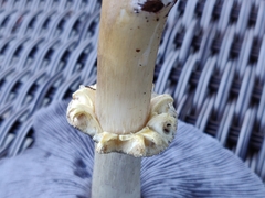 Stropharia rugosoannulata