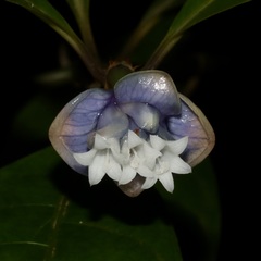 Psychotria urbaniana