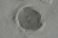 Aequorea victoria