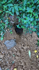 Manis pentadactyla pentadactyla