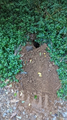 Manis pentadactyla pentadactyla