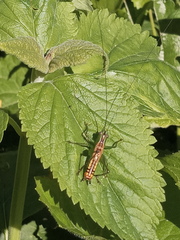 Conocephalus ochrotelus