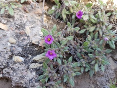 Tiquilia mexicana