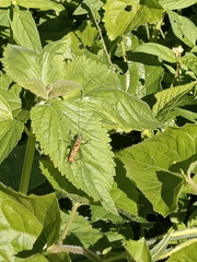 Conocephalus ochrotelus