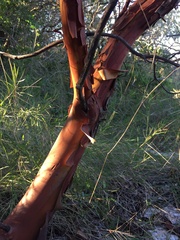 Arbutus × andrachnoides
