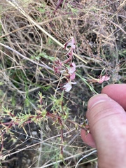Oenothera suffrutescens