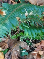 Polystichum munitum