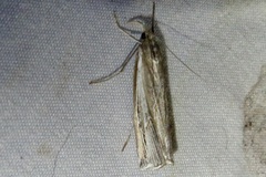 Fissicrambus quadrinotellus