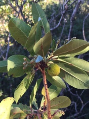 Arbutus × andrachnoides