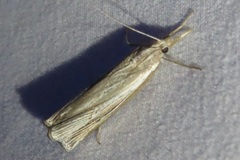 Fissicrambus quadrinotellus