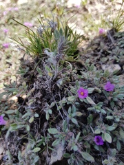 Tiquilia mexicana