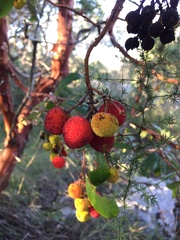 Arbutus × andrachnoides