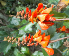 Erythrina breviflora