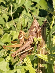 Coryacris angustipennis