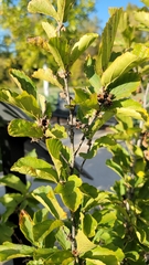 Hamamelis