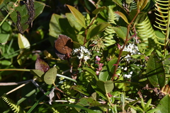 Rhododendron groenlandicum