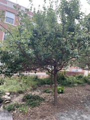 Chionanthus retusus