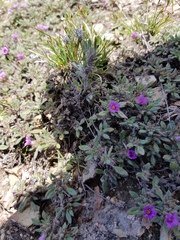 Tiquilia mexicana