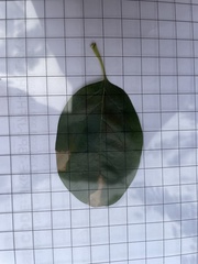 Chionanthus retusus