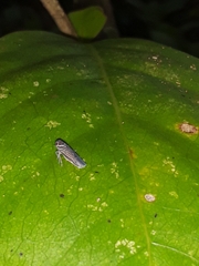 Plectoderini