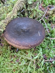 Lactarius turpis