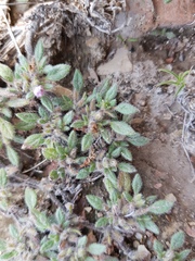 Tiquilia mexicana