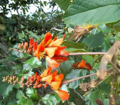 Erythrina breviflora