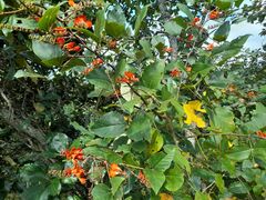 Erythrina breviflora