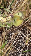 Colias hyale