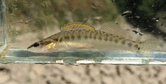 Percina phoxocephala