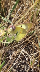Colias hyale