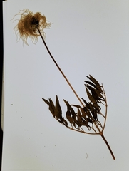 Clematis hirsutissima