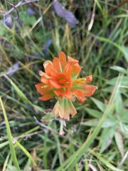 Castilleja coccinea