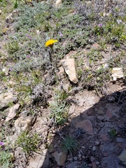 Picradeniopsis pringlei