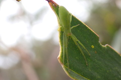Cetratus rubropunctatus